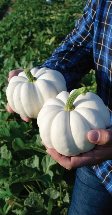 Casperita Hybrid Pumpkin Seeds