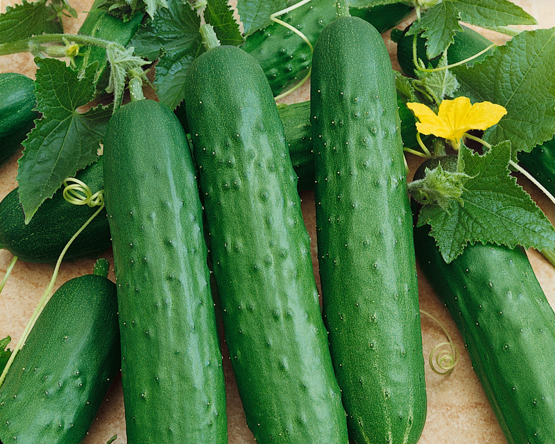 Saladmore Bush Hybrid Cucumber Seeds