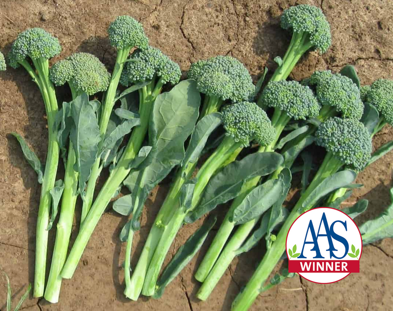 Artwork Baby Hybrid Broccoli Seeds