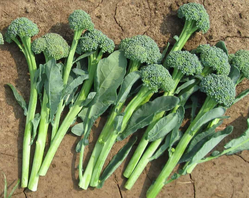 Artwork Baby Hybrid Broccoli Seeds