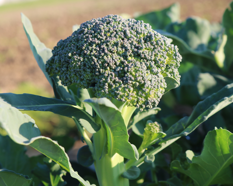 Artwork Baby Hybrid Broccoli Seeds