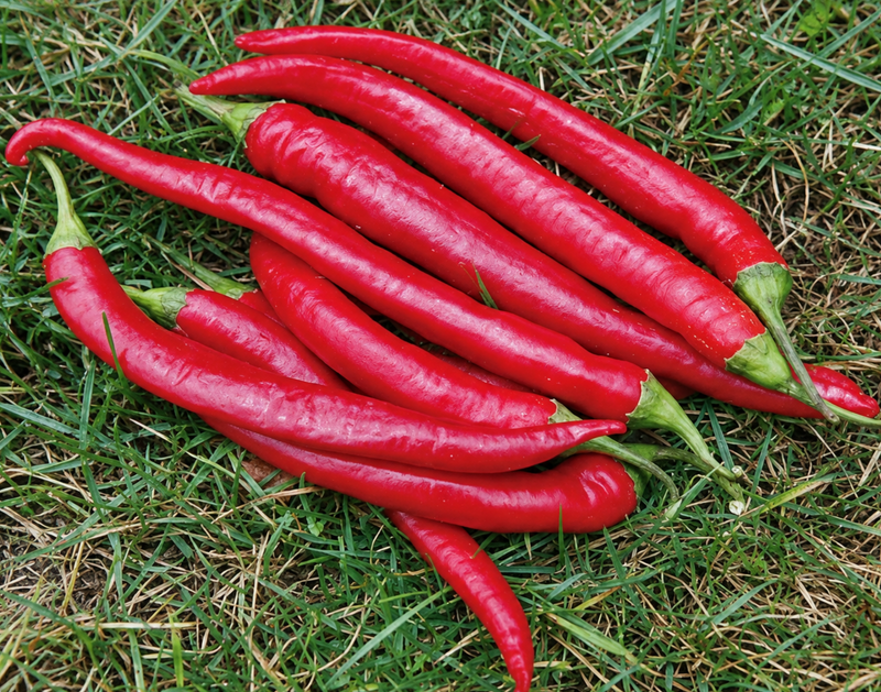Cayenne Large Red Thick Hot Pepper Seeds