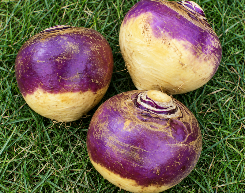 Laurentian Rutabaga Seeds