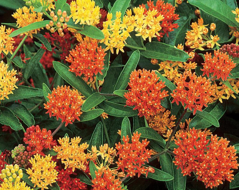 Silky Formula Mix Asclepias Seeds