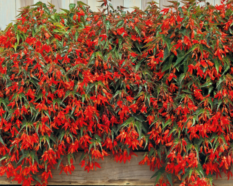 Santa Cruz Sunset Begonia Seeds