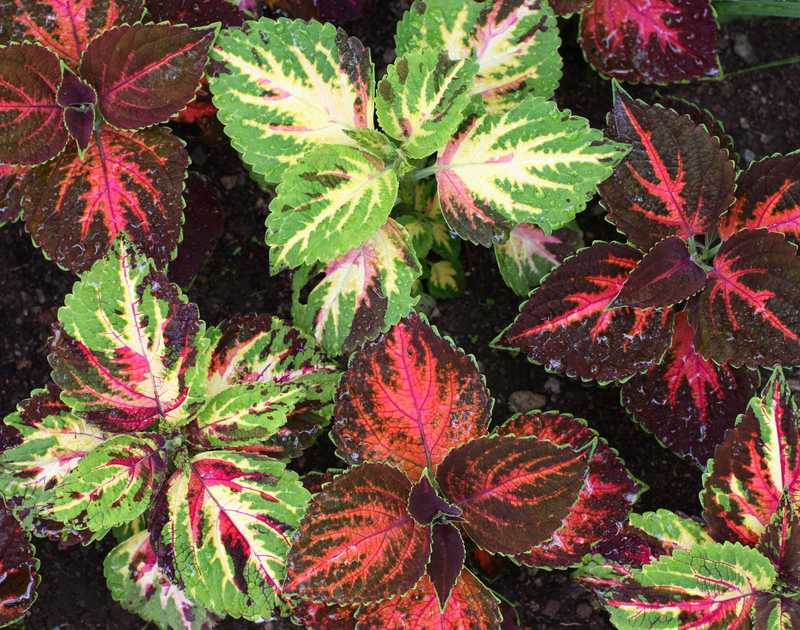 Multicolor Rainbow Mix Coleus Seeds