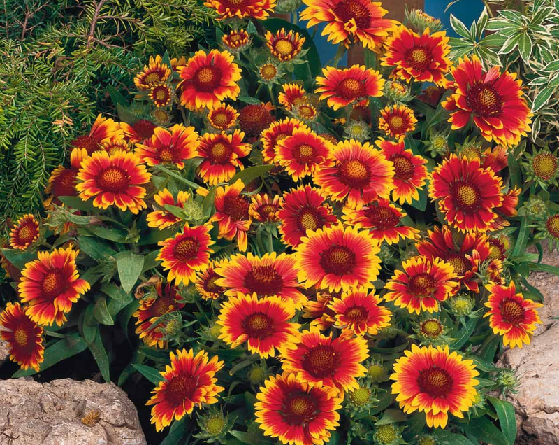 Arizona Sun Gaillardia Seeds