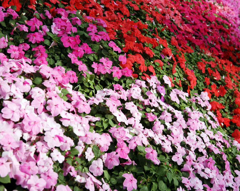 Sunbelt Mix Impatiens Seeds