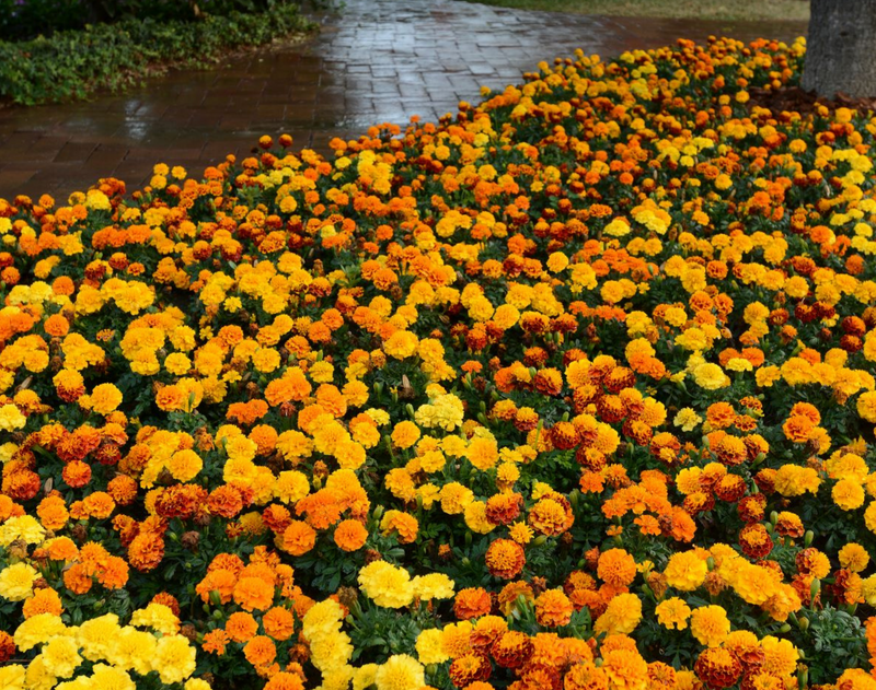 Hot Pak Mix Marigold Seeds