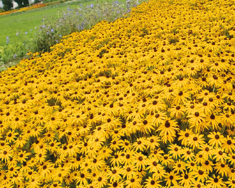 Goldsturm Rudbeckia Seeds