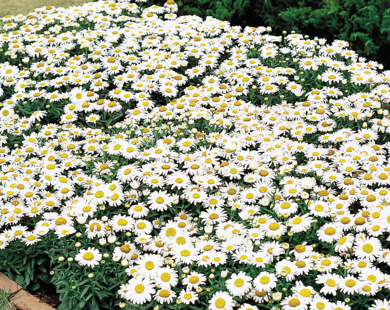 Snow Lady Shasta Daisy Seeds