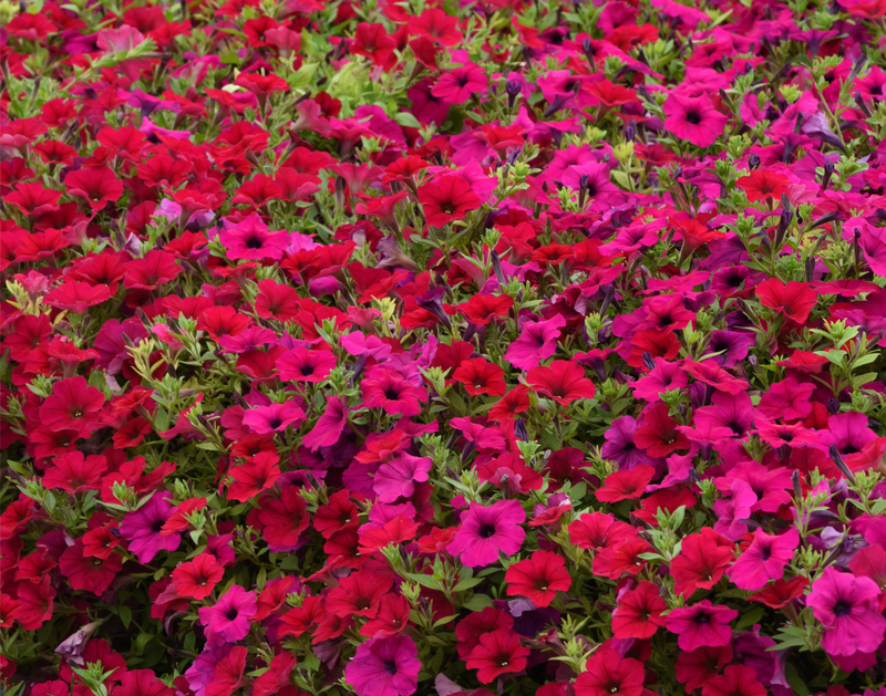 Carmine Velour Wave® Spreading Petunia