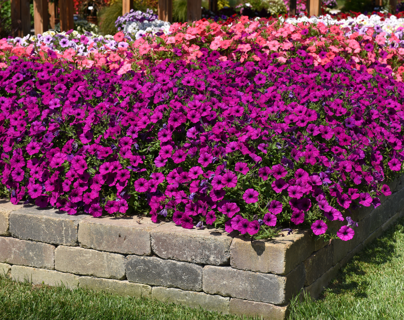 Hybrid Easy Wave Violet Spreading Petunia Seeds