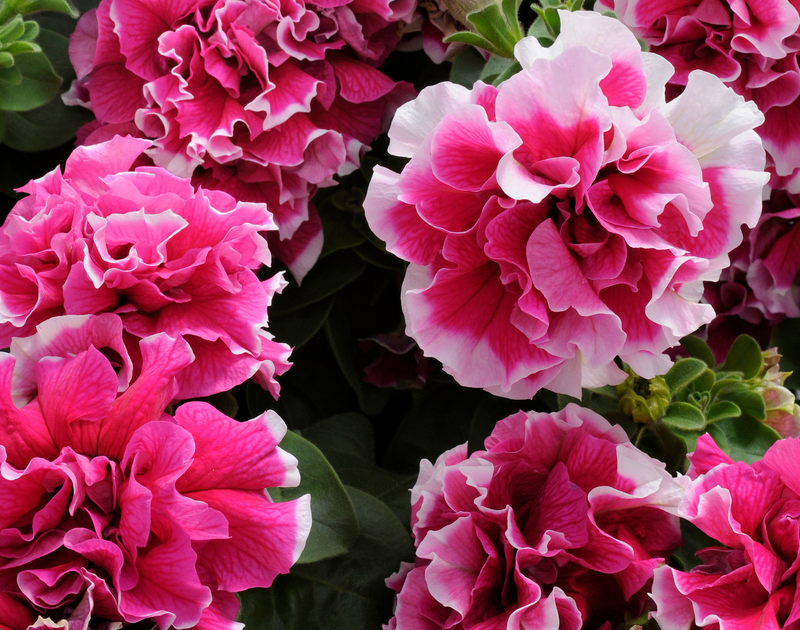 Pirouette Rose Double Grandiflora Hybrid Petunia Seeds