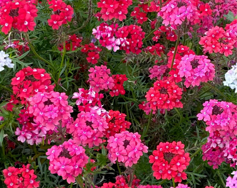 Sweetheart Kisses Verbena Seeds