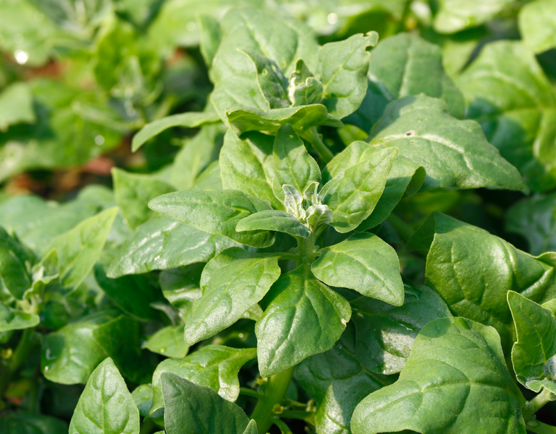 New Zealand Spinach Seeds