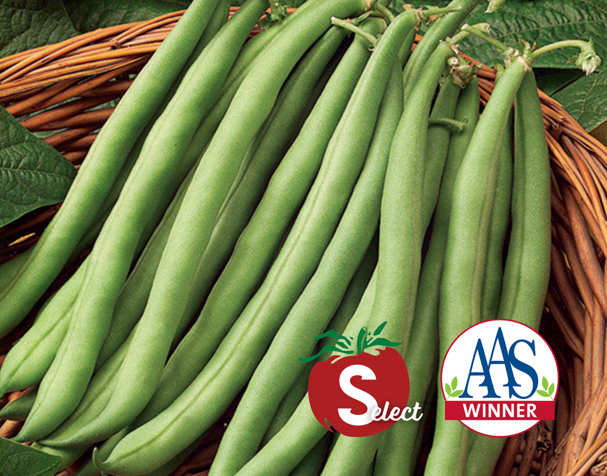 Stringless Blue Lake S-7 Pole Bean Seeds