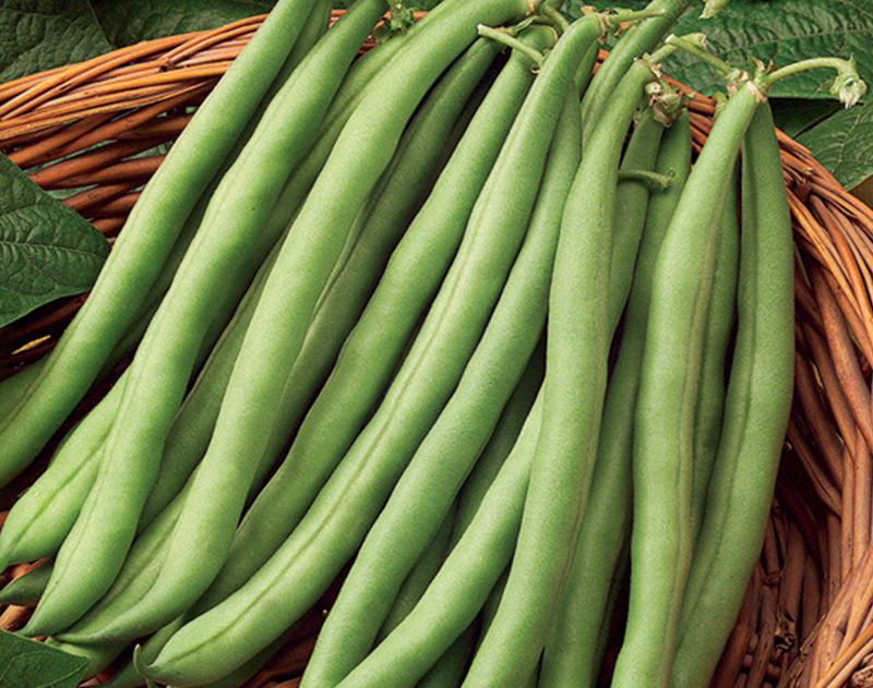 Stringless Blue Lake S-7 Pole Bean Seeds