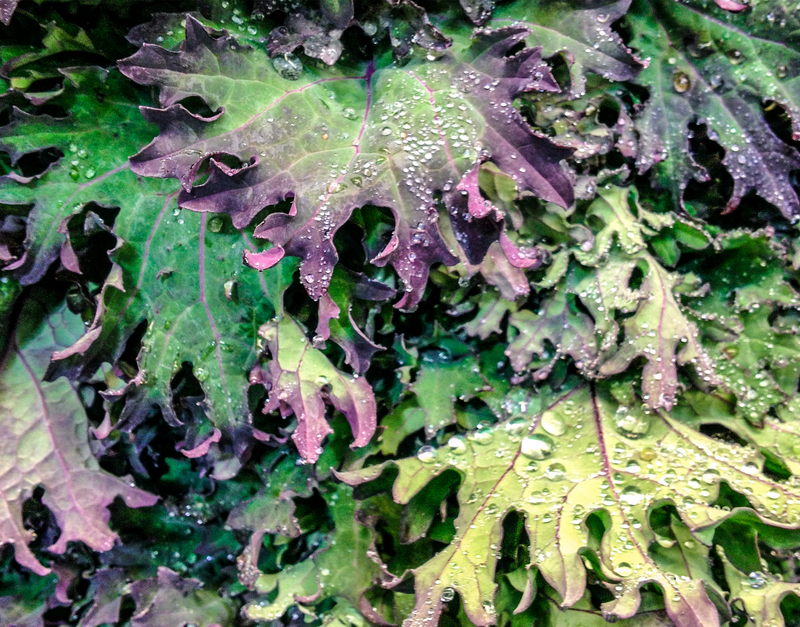 Red Russian Kale Seeds