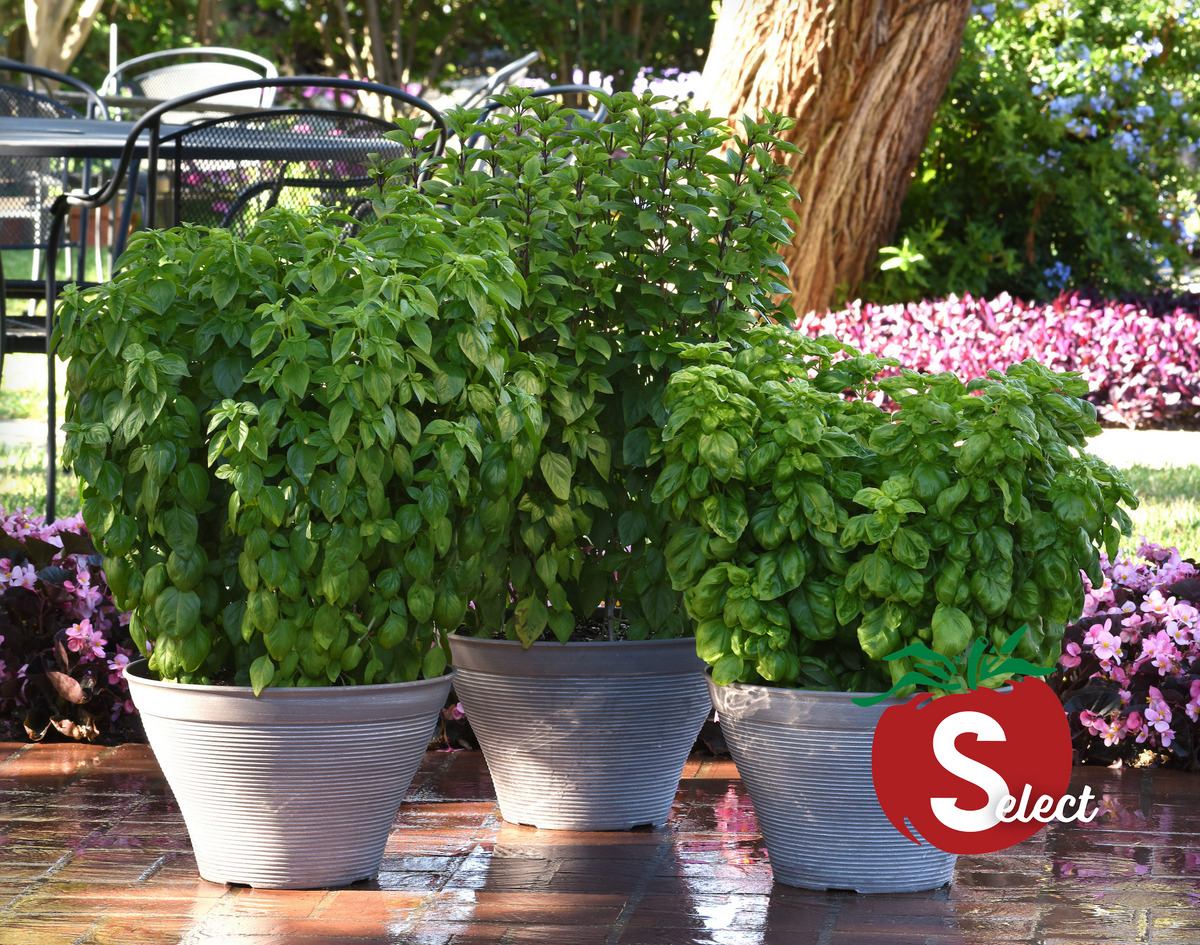 Everleaf Emerald Towers Basil Seeds — Seeds 'n Such