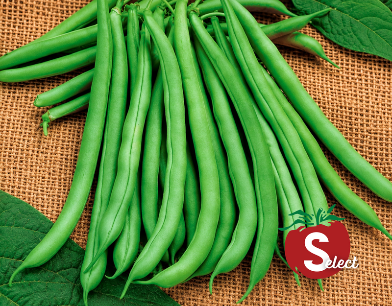 Blue Lake 274 Bush Bean Seeds