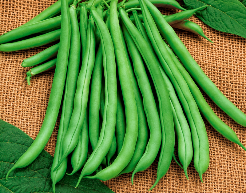 Blue Lake 274 Bush Bean Seeds