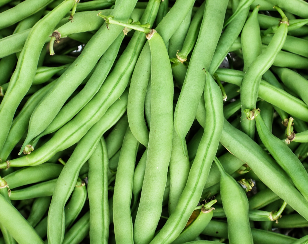 Tenderette Heirloom Bush Bean Seeds