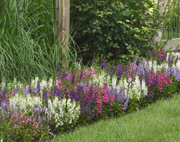 Serena Mix Hybrid Angelonia Seeds