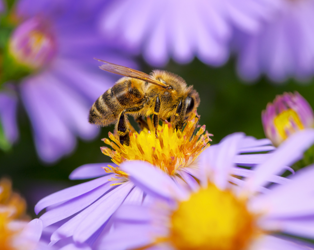 Pollinator-Friendly