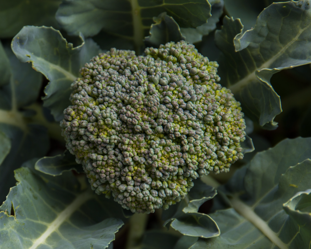 Broccoli