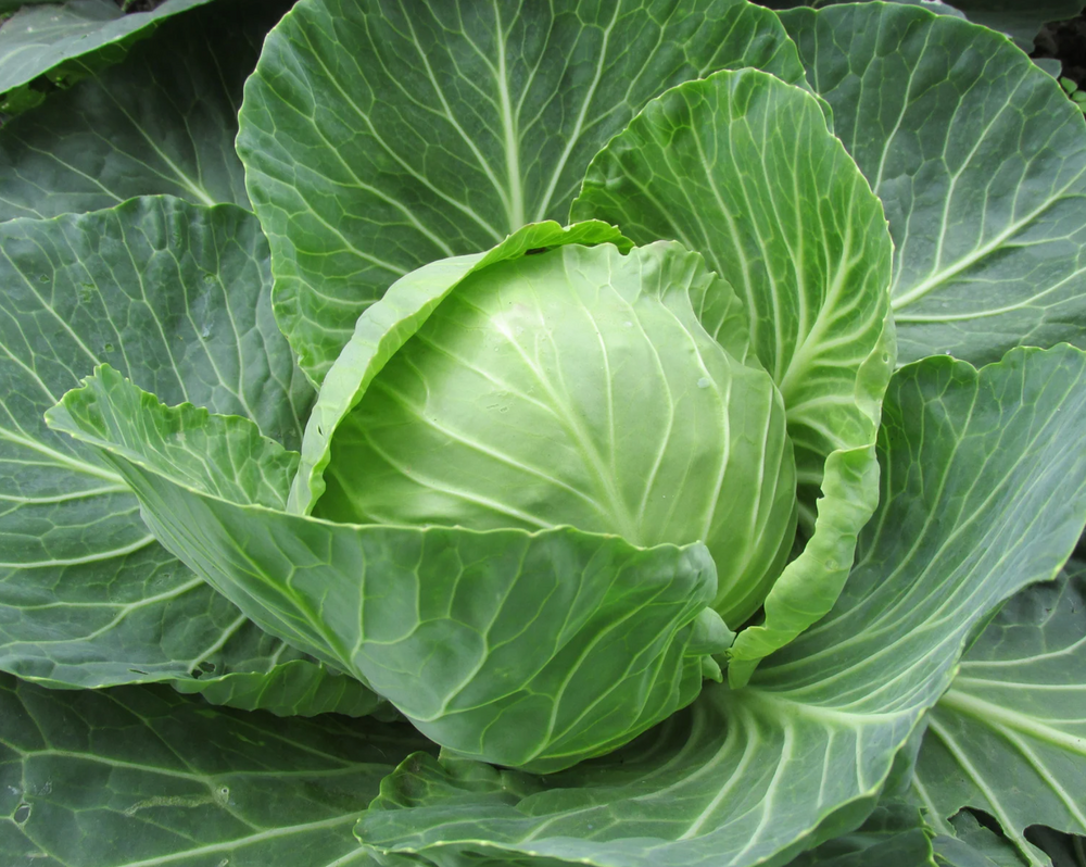Cabbage