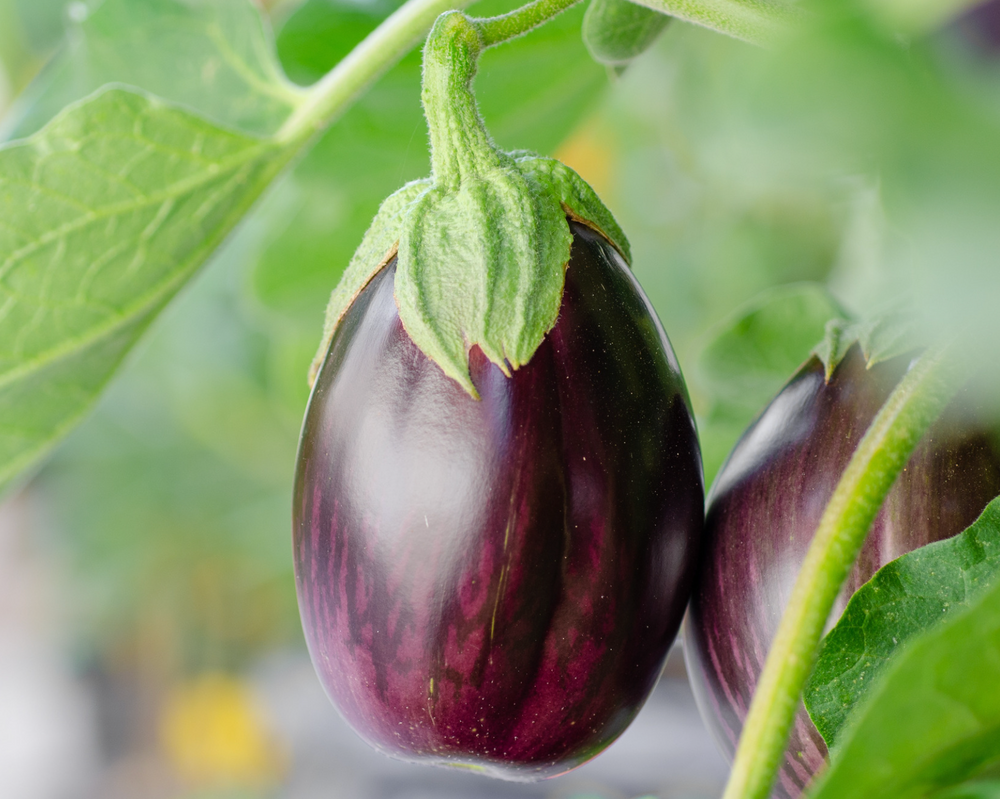 Eggplant