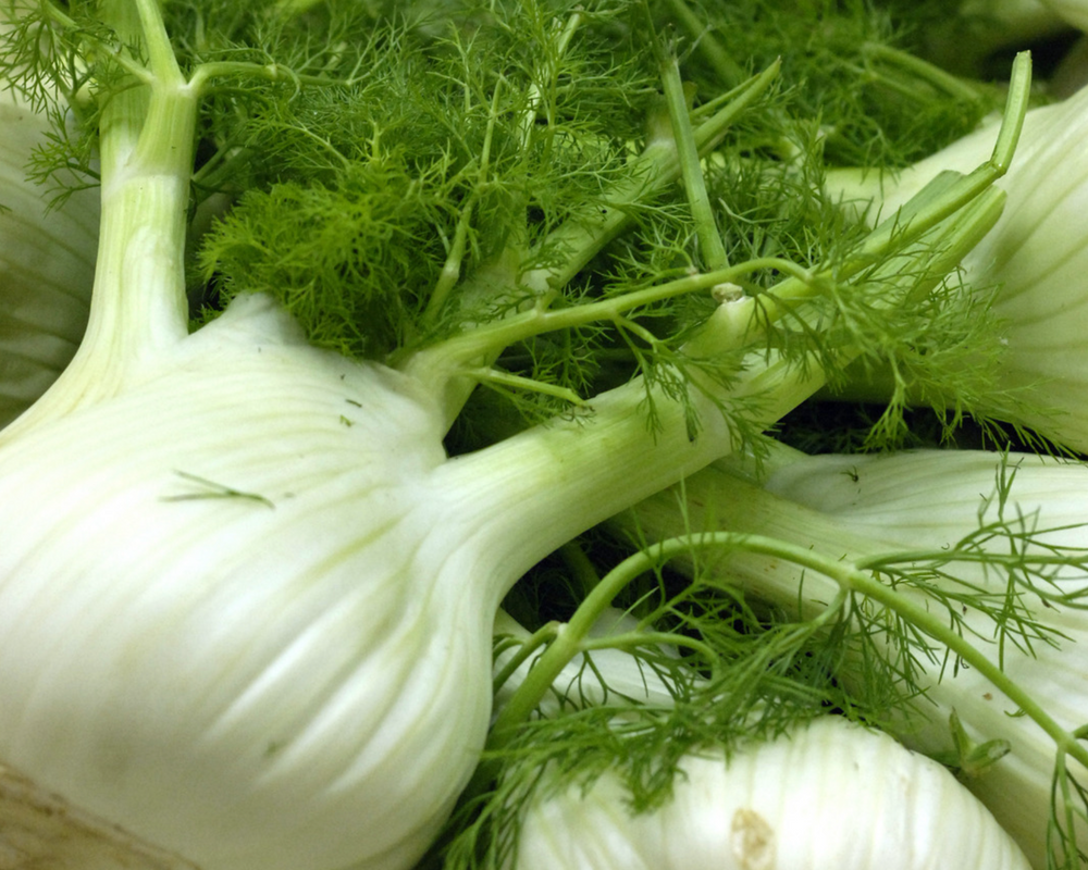 Fennel