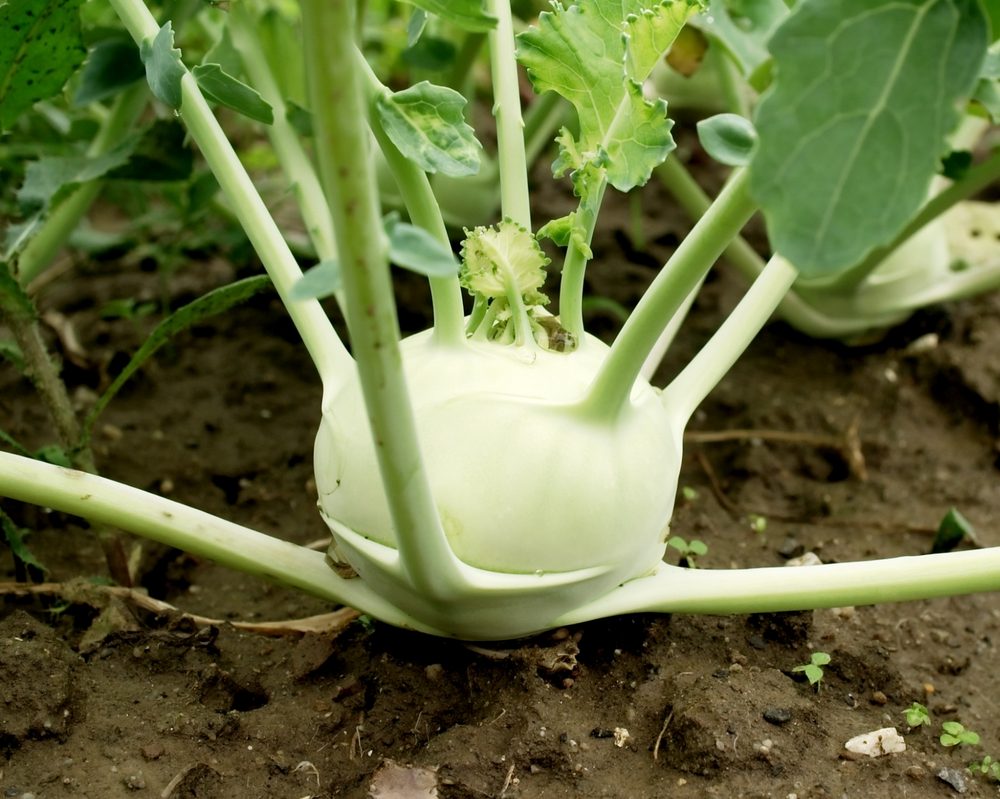 Kohlrabi