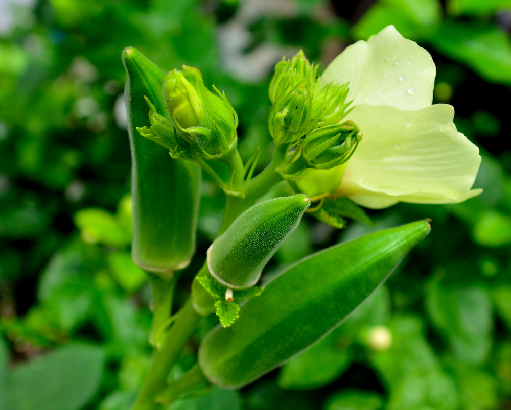 Okra