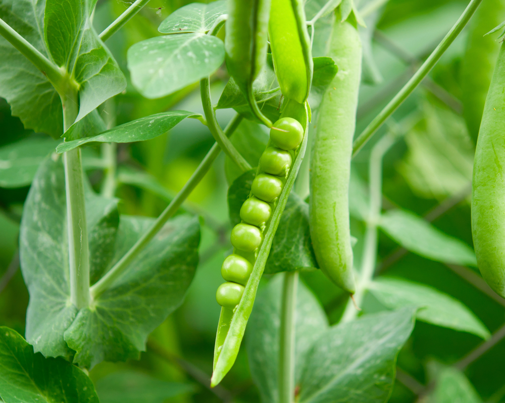 Peas