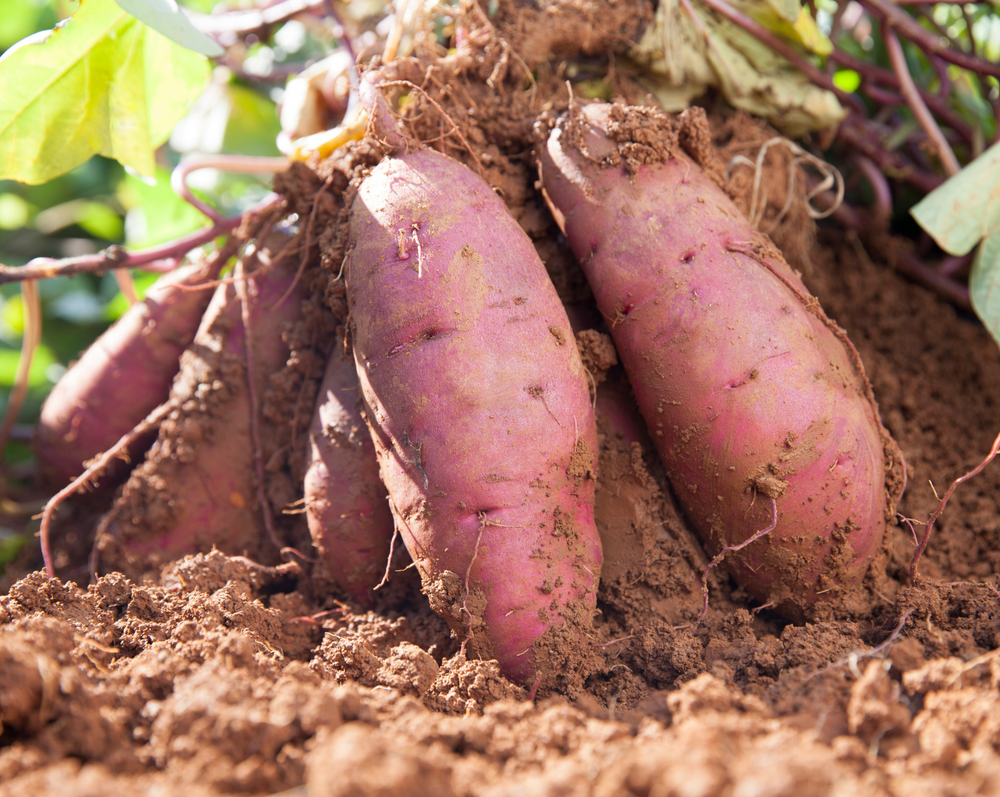 Sweet Potatoes