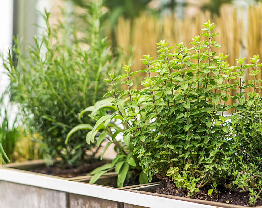 Herbs