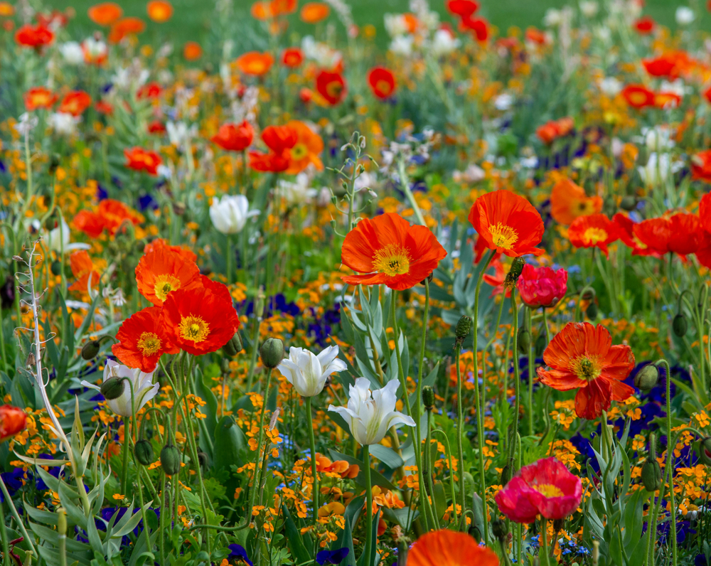 Flowers