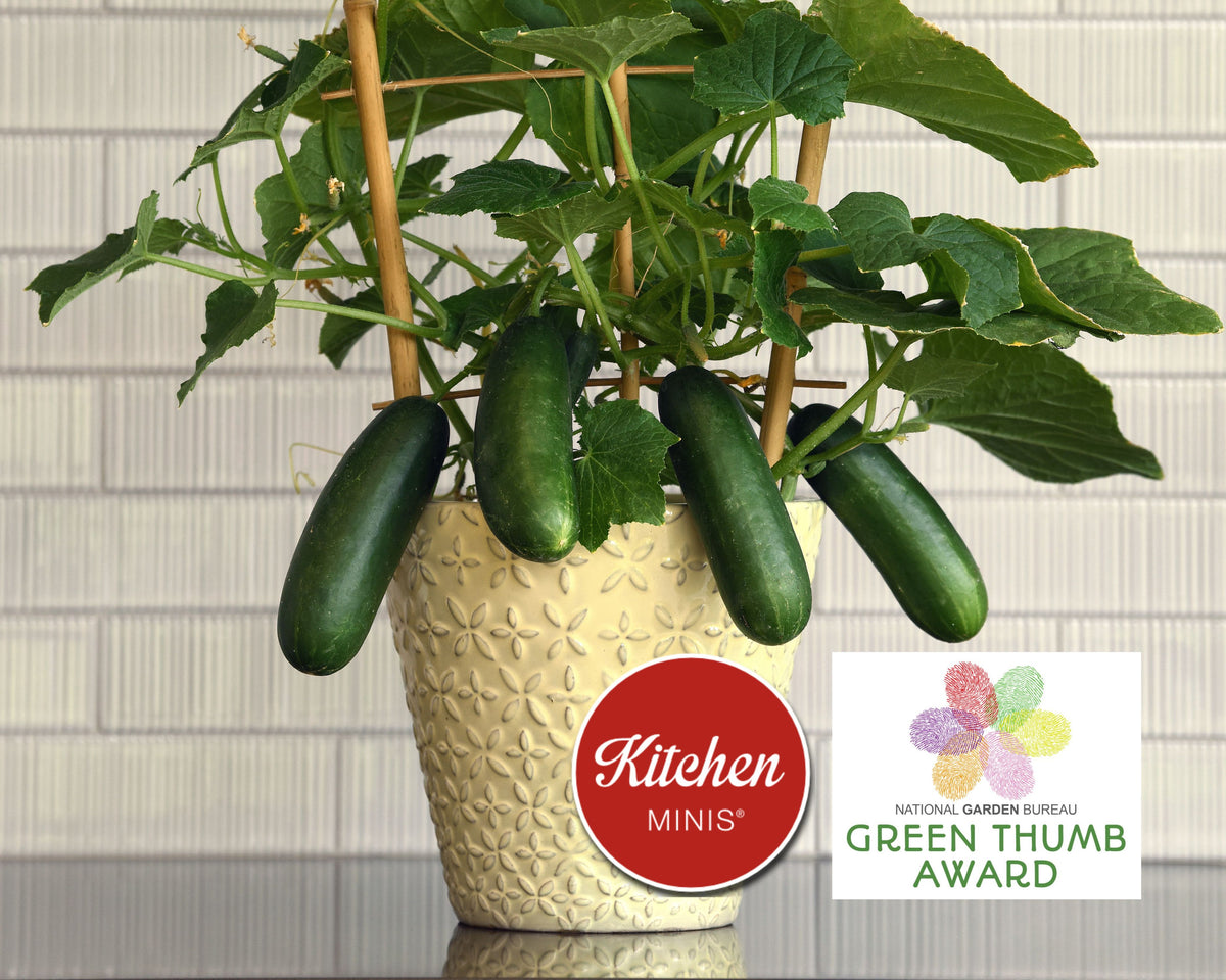 Quick Snack Hybrid Mini Cucumber Seeds