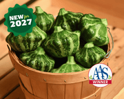 Green Lightning Hybrid Pattypan Squash Seeds