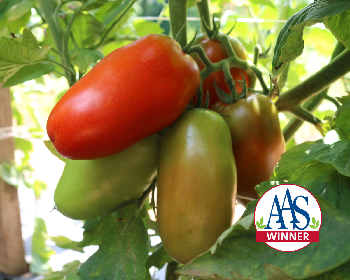 Zenzei Hybrid Roma Tomato Seeds
