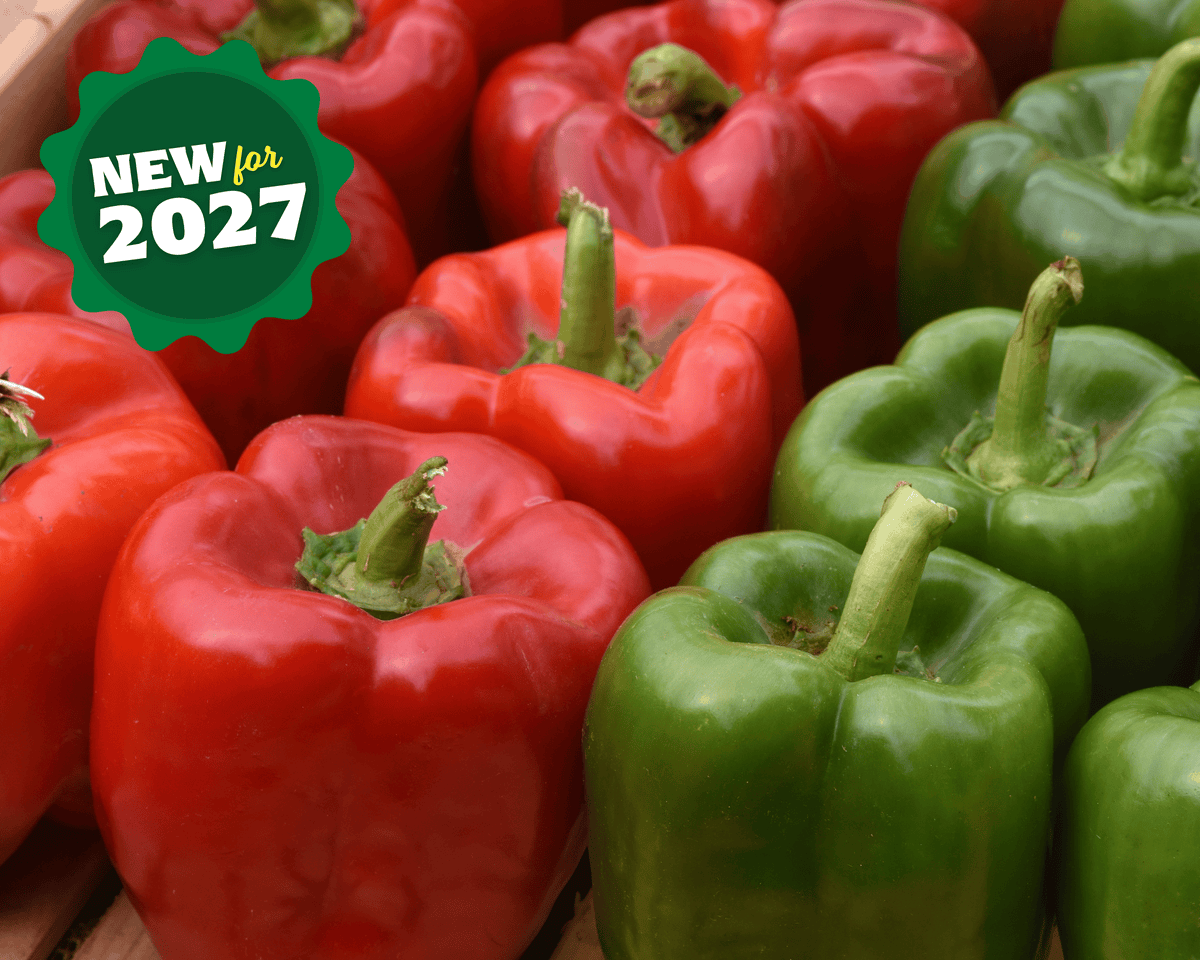 Kickstart Hybrid Bell Pepper Seeds