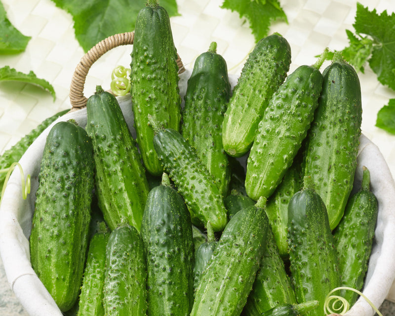 Bushy Compact Pickling Cucumber Seeds