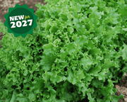 Tango Leaf Lettuce Seeds