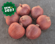 Blush Hybrid Onion Seeds