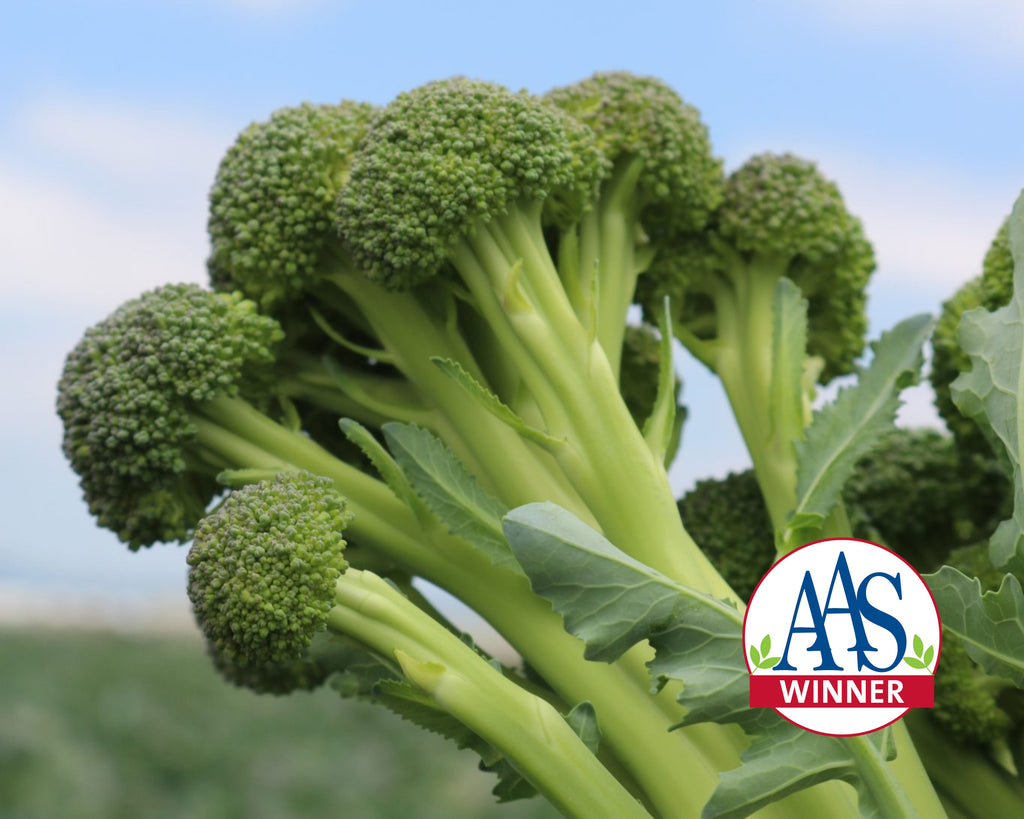 Skytree Hybrid Broccoli Seeds — Seeds 'n Such