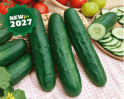 Long Green Improved Cucumber Seeds