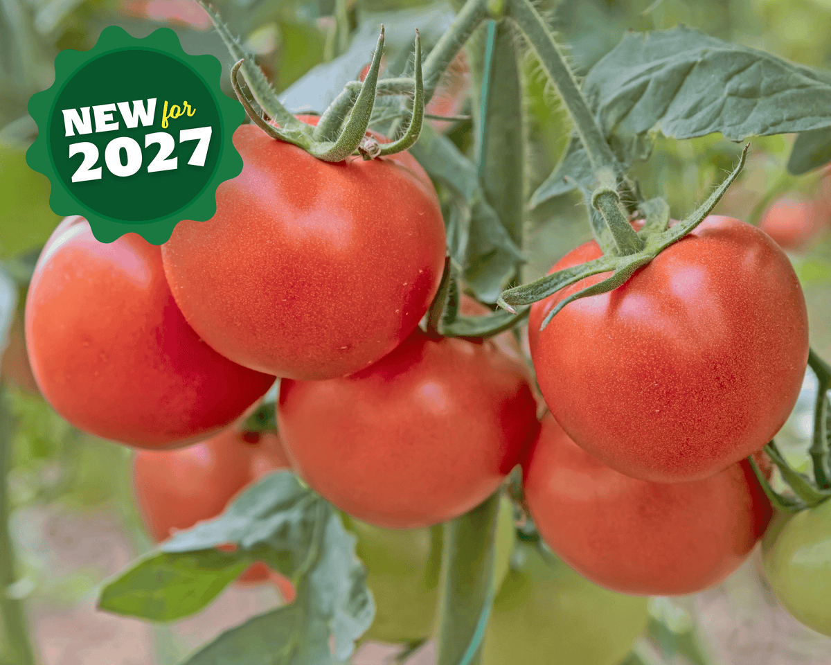 Independence Day Tomato Seeds