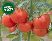 Independence Day Tomato Seeds